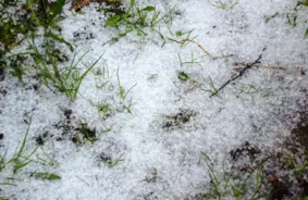 Krusas Postījumi Tukuma Ābolu Dārzos: Sirdsāpes un Cerības Smagā Sezonā