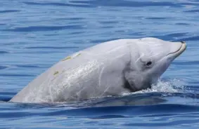 Kuintes – okeāna niršanas rekordinis: līdz pat 4 stundām zem ūdens