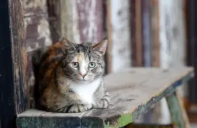 Kuldīgas novads ar jaunu vērienu turpina ielas kaķu sterilizācijas programmu