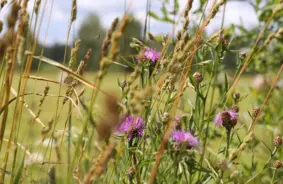 Latvijas Dabas fonds aicina atklāt dabisko pļavu bagātību: Sākas "Atvērto pļavu dienu" vasara un kampaņa "Dabas zemnieki"