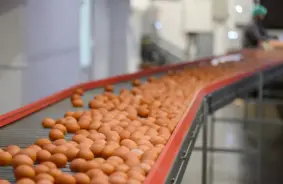 Latvijas Iespaidīgais Spēks Globālajā Olu Tirgū: Kā Maza Valsts Kļūst par Varenības Simbolu