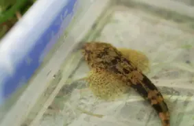 Latvijas Sarkanā grāmata papildināta: gandrīz puse zivju sugu tagad apdraudētas