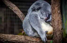 Latviju Pirmdien Skars Mainīgi Laikapstākļi: Gaidāms Lietus un Postoši Negaiss ar Krusu