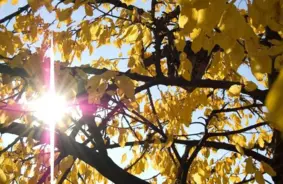 Latviju sagaida saulains rīts, bet pēcpusdienā Kurzemē sāksies lietus