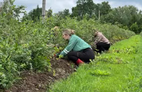 Lauksaimniecības sirdspuksti trūkst: sezonas darbaspēka dilemmas un cerības pilnveidot sistēmu