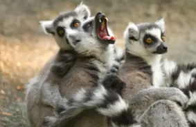 Lemuri ar balsi liek sevi uztvert par vareniem milžiem: atklāj unikālu anatomisku brīnumu