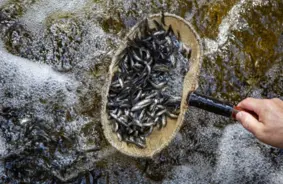 Lielajā Stropu ezerā ielaisti 33 000 karūsu mazuļu: spēcīgs solis ezera ekosistēmas bagātināšanā