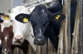 Liellopu zilās mēles slimība pietuvojusies Latvijai – PVD pastiprina uzraudzību