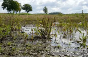 Lietavas gāž zemniekus ceļos: zaudējumi lauksaimniecībā sasniedz 93 miljonus eiro un liek meklēt jaunas cerības