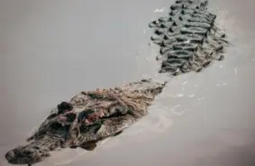 Lietuvā šokējošs atklājums: vīrietis mājās nelegāli turējis krokodilu