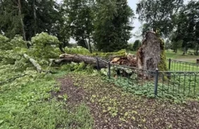 Lietuvas sirmgalvis pakrīt: Vētra iznīcina Salantu dižkastaņu, valsts aizsargājamo dabas mantojumu