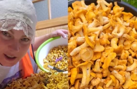 Magone Liedeskalna ar vērienīgu gaileņu guvumu iezīmē agru un bagātīgu sēņu sezonas startu Latvijā