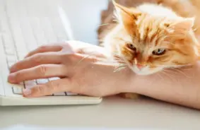 Mājdzīvnieku "greizsirdība": vai kaķi un suņi patiešām mūs apskauž?