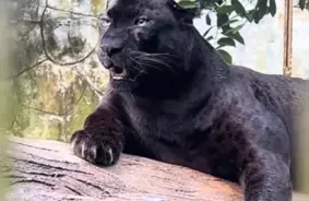 Malaizijas zoodārzs aizstāv “apaļīgā” melnā leoparda Apo aprūpi: “Ar viņu viss ir kārtībā”