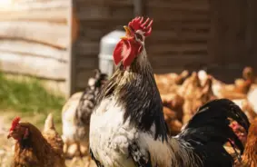 Mārtiņdiena 2025: Līdzsvars, pārdomas un jauna cikla sākums