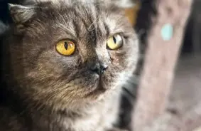 Meklē saimniekus: Latvijas patversmēs mīluļi gaida otro iespēju