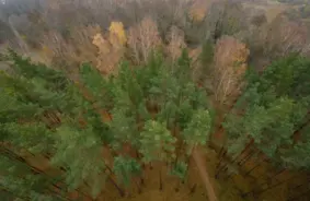 Meža likuma grozījumi: Starptautiski eksperti brīdina par nelabvēlīgām sekām