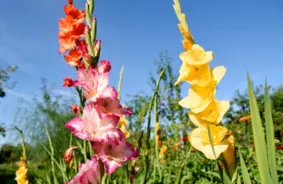 Mierīga atelpa pirms rudens elpas: Trešdien Latvijā pārsvarā sauss un patīkams laiks