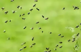 Miljoniem Bišu Pēkšņi Brīvībā: Kravas Auto Avārija Vašingtonā Izraisa Saspīlējumu un Biškopju Steigu