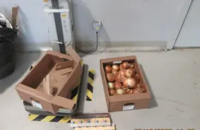 Muitnieki uziet milzīgu kontrabandas cigarešu kravu sīpolu maisos uz Latvijas-Krievijas robežas