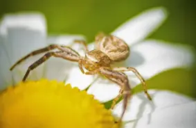 Ne tikai vientuļi mednieki: kā zirnekļu komandas maina viņu smadzenes