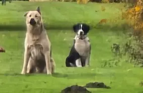 Nežēlīga izturēšanšan pret dzīvniekiem: Bauskas novadā uzsākts kriminālprocess par trīs suņu nošaušanu