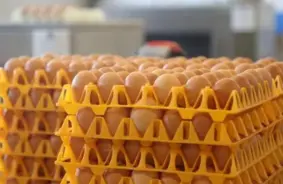 PVN likme maizei, pienam, olām un mājputnu gaļai pilotprojektā samazināsies līdz 2027. gadam