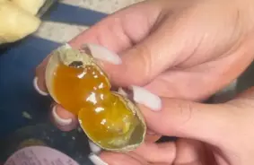 Pārsitot olu: negaidīti atklājumi un dabas brīnumi čaumalas iekšpusē