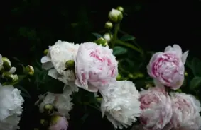 Peoniju kolekcionārs Andrejs Lasmanis dāvina savus ziedošos dārgumus