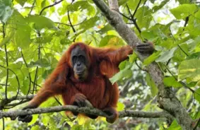 Pētījums atklāj: Borneo mežu iznīcināšana "likumīgi" nonāk ASV mājās uz riteņiem, apdraudot orangutanus