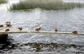 Piektdien Latvijā uzspīdēs saule un pūtīs brāzmains vējš, gaidāms siltums līdz +19 grādiem
