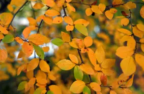 Piektdien Latvijā valdīs brāzmains vējš un mainīgi laikapstākļi