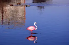 Piektdien Latviju pārklās postošas pērkona lietusgāzes ar milzu krusu – LVĢMC brīdina