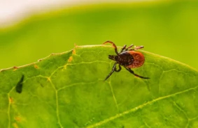 Piesūkusies ērce? Eksperti brīdina par bīstamākajām kļūdām un skaidro, kā rīkoties pareizi