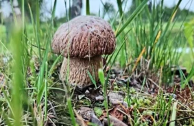 Pirmās baravikas šokē sēņotājus – dārgās sēnes parādījušās jau maijā!