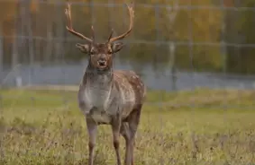 Pirmdien Latvijā valdīs lietains laiks, īpaši austrumu daļā