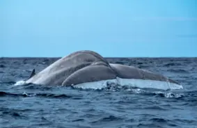 Planētas giganti: Atklājiet Zemes lielākos dzīvniekus un to rekordsvarus