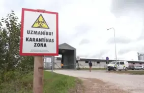 Postošais Āfrikas cūku mēra uzliesmojums Ogres novadā: likvidēs tūkstošiem dzīvnieku