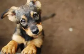 "Reddit" Lietotāju Modrība Panāk Taisnīgumu: Kucēna Slepkavas Lieta Nonāk Tiesā