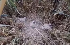 Retākā plēsējputnu suga Lielbritānijā atkal ligzdo: Montagu lija audzina mazuļus
