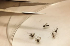 Rietumnīlas vīruss Itālijā: Desmitais upuris un pieaugošā draudu izplatība Eiropā