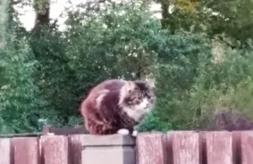 Rīgā pieci kaķi lūdz palīdzību: tuvojas ziema, nav māju