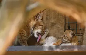 Rīgas ZOO staro priekā: jauni tīģerēni un citi mazuļi pārņem dārzu