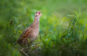 Rīgas putnu daudzveidība: apslēptā valstība pilsētas sirdī