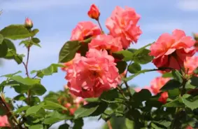 Rožu burvība Salaspilī: Nacionālais botāniskais dārzs aicina uz krāšņu rožu dienu 12. jūlijā