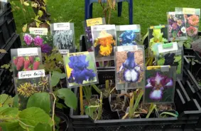 Salaspilī nosvinēti Ražas svētki: kartupeļu izstādes, sēņu noslēpumi un rudens stādu tirgus