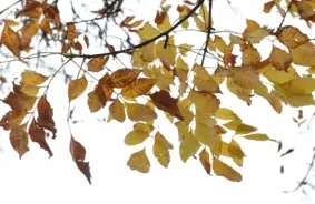 Sestdien Latvijā gaidāms stiprs lietus, izsludināts dzeltenais brīdinājums