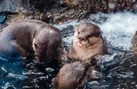 Sestdien Latvijā iesils līdz 13 grādiem; vakarā sagaidāmi nokrišņi