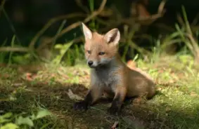 Sirdsāķi Bonija un Klaids atrod jaunas mājas Līgatnē: lapsēni atbrīvoti no būra