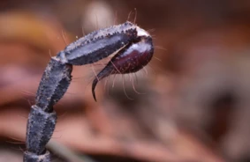 Skorpiona inde – dārgāks par zeltu un cerība medicīnā